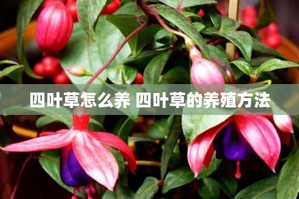 四叶草怎么养 四叶草的养殖方法