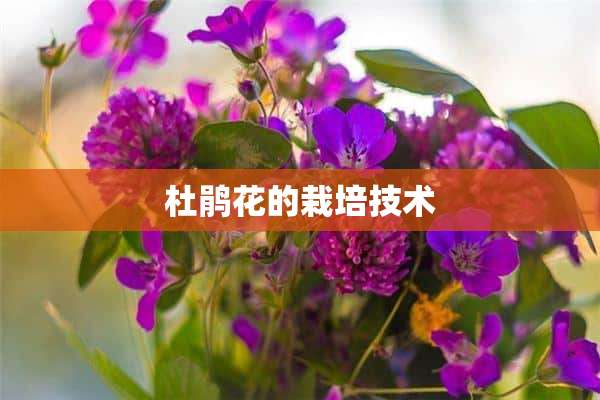 杜鹃花的栽培技术