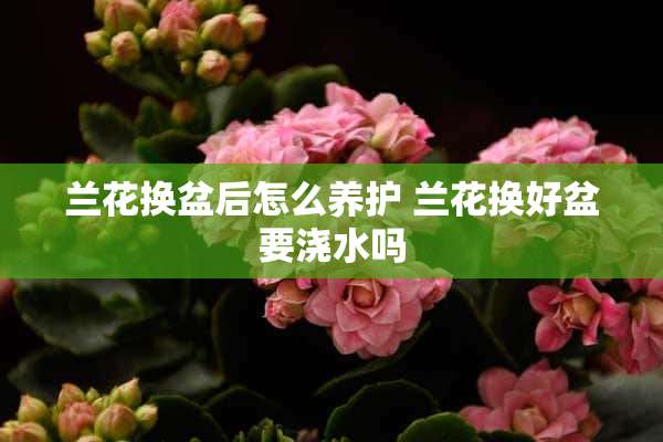 兰花换盆后怎么养护 兰花换好盆要浇水吗