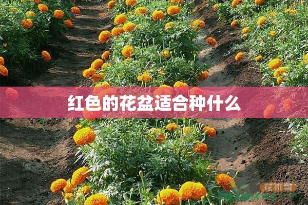 红色的花盆适合种什么