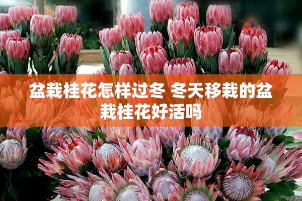 盆栽桂花怎样过冬 冬天移栽的盆栽桂花好活吗