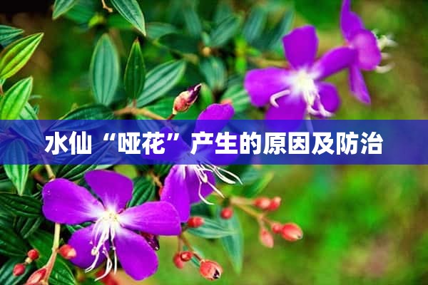 水仙“哑花”产生的原因及防治