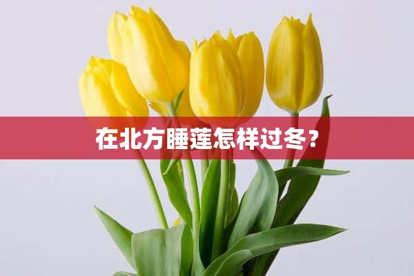 在北方睡莲怎样过冬？