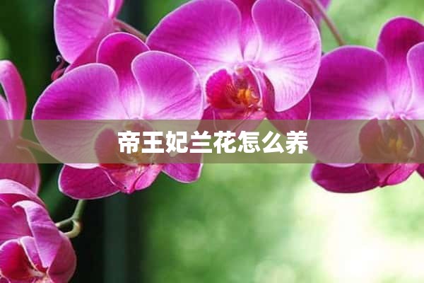 帝王妃兰花怎么养