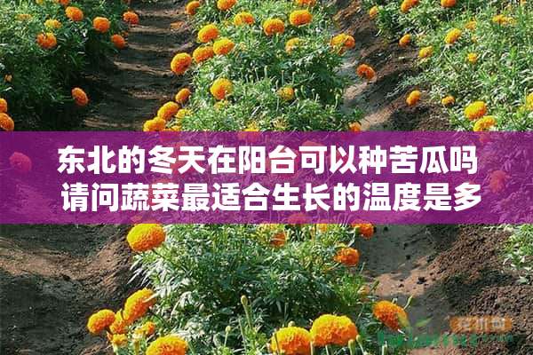 东北的冬天在阳台可以种苦瓜吗 请问蔬菜最适合生长的温度是多少