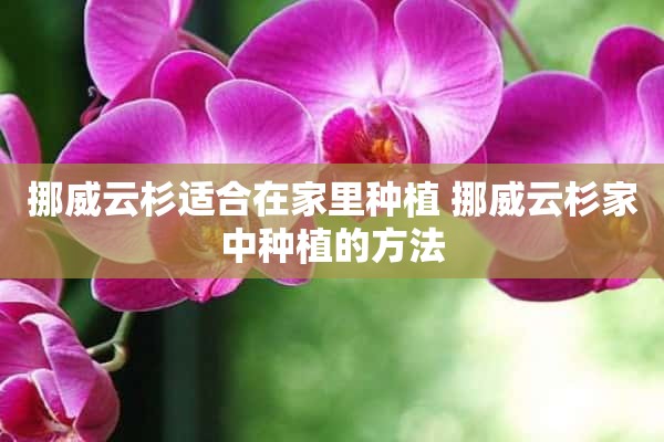 挪威云杉适合在家里种植 挪威云杉家中种植的方法