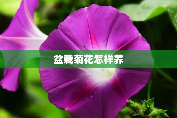 盆栽菊花怎样养