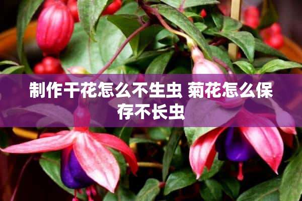 制作干花怎么不生虫 菊花怎么保存不长虫