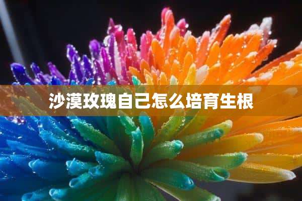 沙漠玫瑰自己怎么培育生根