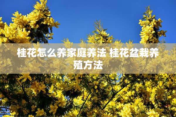 桂花怎么养家庭养法 桂花盆栽养殖方法