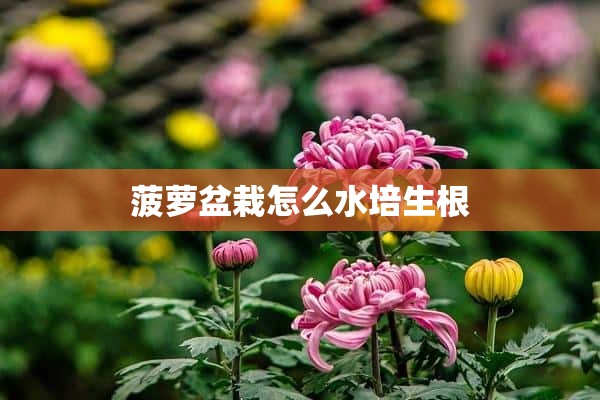 菠萝盆栽怎么水培生根