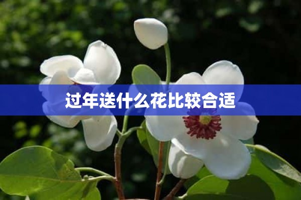 过年送什么花比较合适