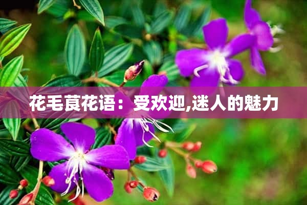 花毛茛花语：受欢迎,迷人的魅力