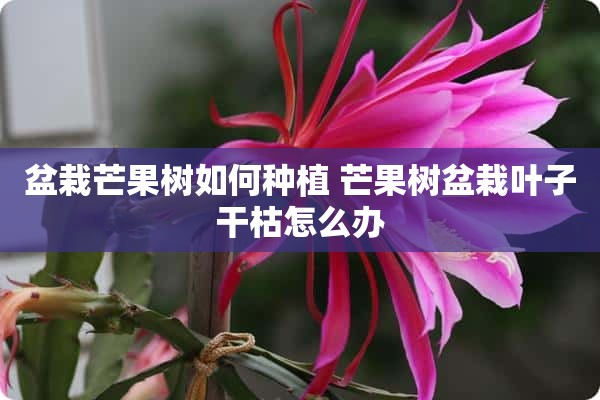 盆栽芒果树如何种植 芒果树盆栽叶子干枯怎么办