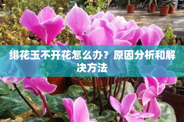 绯花玉不开花怎么办？原因分析和解决方法