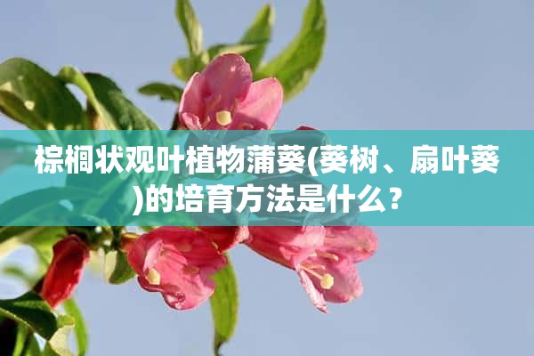 棕榈状观叶植物蒲葵(葵树、扇叶葵)的培育方法是什么？