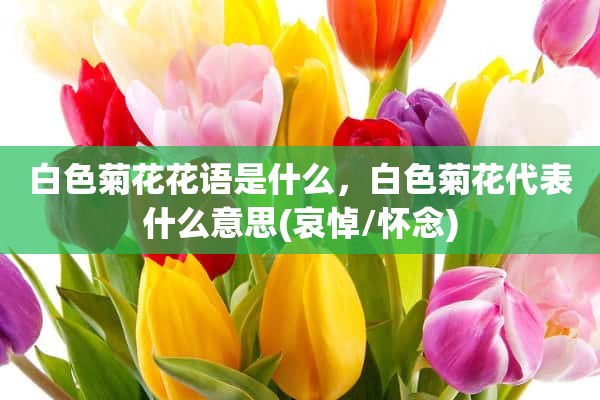 白色菊花花语是什么，白色菊花代表什么意思(哀悼/怀念)