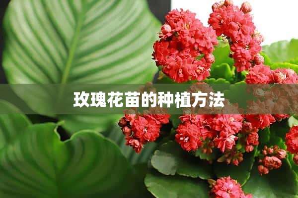 玫瑰花苗的种植方法