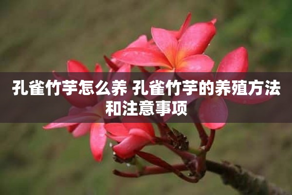 孔雀竹芋怎么养 孔雀竹芋的养殖方法和注意事项