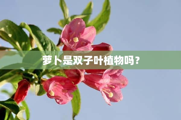 萝卜是双子叶植物吗？