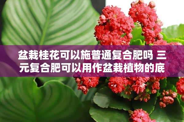 盆栽桂花可以施普通复合肥吗 三元复合肥可以用作盆栽植物的底肥吗