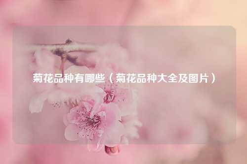 菊花品种有哪些（菊花品种大全及图片） 花卉