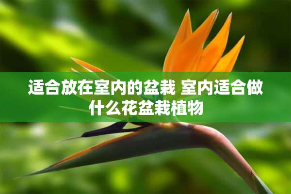 适合放在室内的盆栽 室内适合做什么花盆栽植物