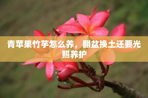 青苹果竹芋怎么养，翻盆换土还要光照养护