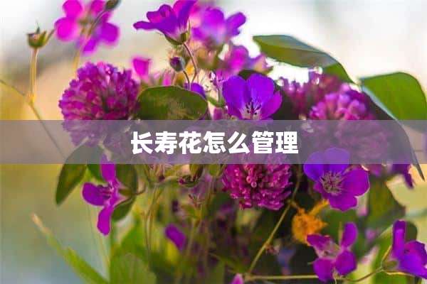 长寿花怎么管理