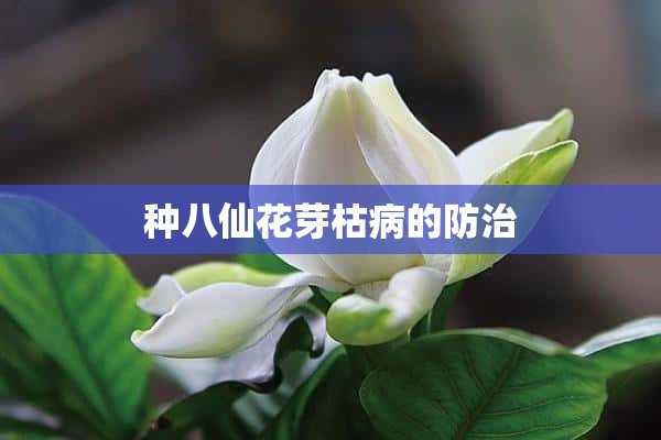 种八仙花芽枯病的防治