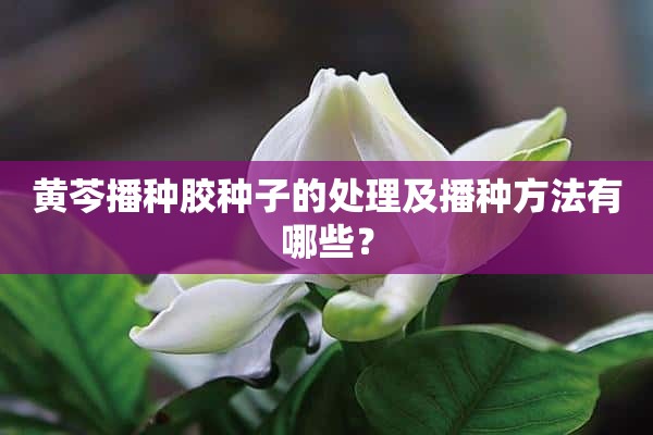 黄芩播种胶种子的处理及播种方法有哪些？