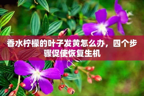 香水柠檬的叶子发黄怎么办，四个步骤促使恢复生机