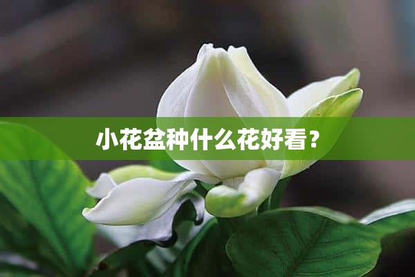 小花盆种什么花好看？