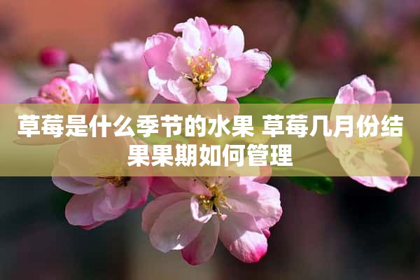 草莓是什么季节的水果 草莓几月份结果果期如何管理