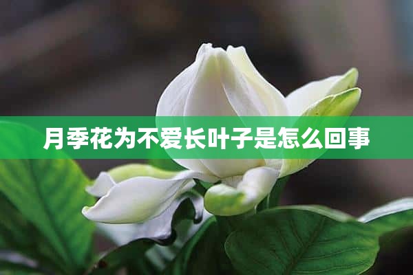 月季花为不爱长叶子是怎么回事