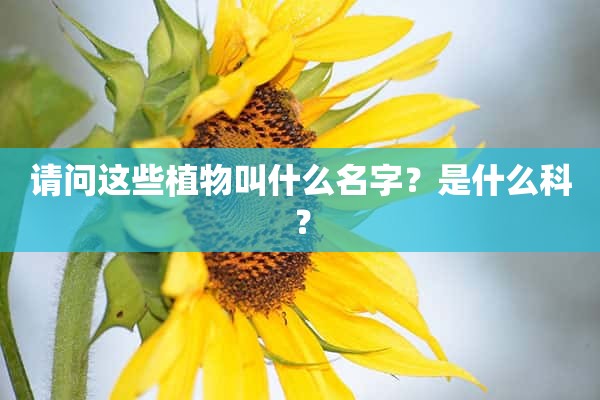 请问这些植物叫什么名字？是什么科？