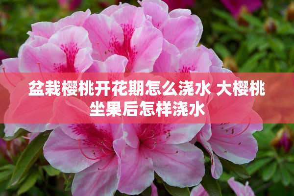 盆栽樱桃开花期怎么浇水 大樱桃坐果后怎样浇水