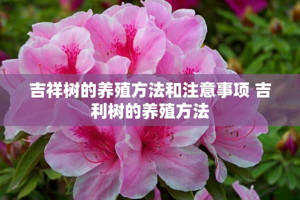 吉祥树的养殖方法和注意事项 吉利树的养殖方法