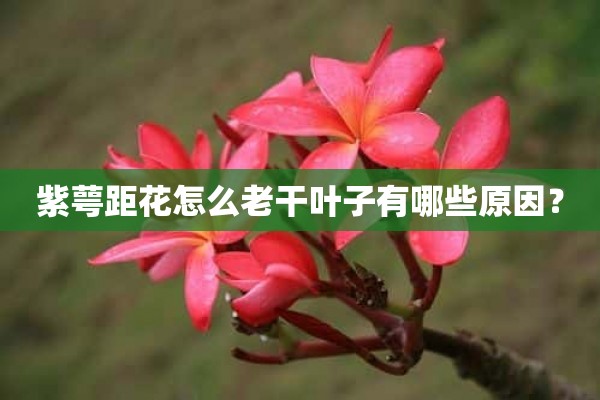 紫萼距花怎么老干叶子有哪些原因？