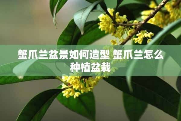 蟹爪兰盆景如何造型 蟹爪兰怎么种植盆栽