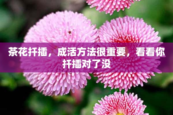 茶花扦插，成活方法很重要，看看你扦插对了没