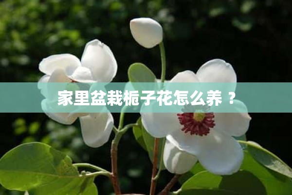 家里盆栽栀子花怎么养 ？