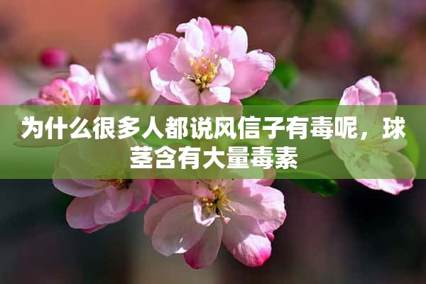 为什么很多人都说风信子有毒呢，球茎含有大量毒素