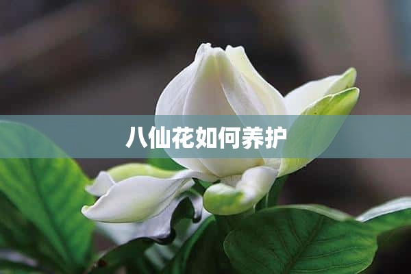 八仙花如何养护