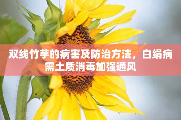 双线竹芋的病害及防治方法，白绢病需土质消毒加强通风