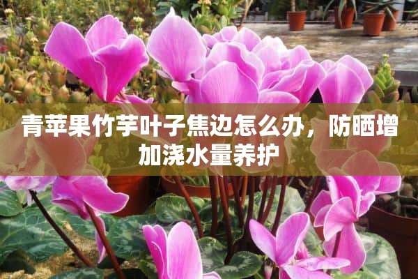 青苹果竹芋叶子焦边怎么办，防晒增加浇水量养护