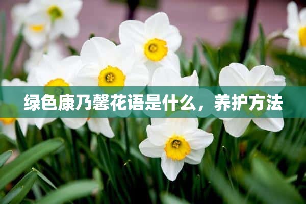 绿色康乃馨花语是什么，养护方法