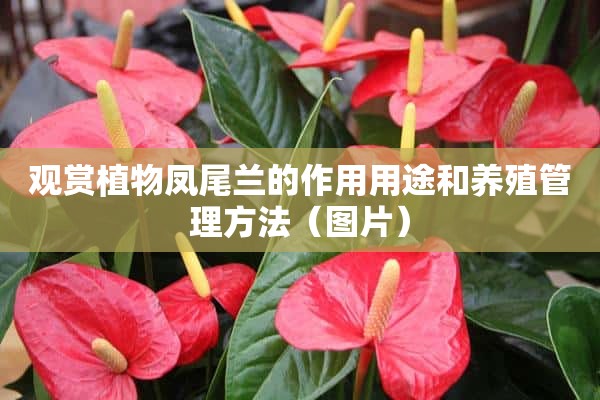 观赏植物凤尾兰的作用用途和养殖管理方法（图片）