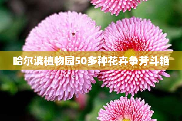 哈尔滨植物园50多种花卉争芳斗艳