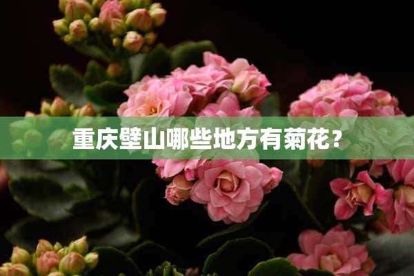 重庆壁山哪些地方有菊花？